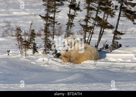 Twin Eisbär (Ursus Maritimus) jungen kuscheln Sie mit ihrer Mutter im Schnee, Wapusk-Nationalpark, Manitoba, Kanada, Winter Stockfoto