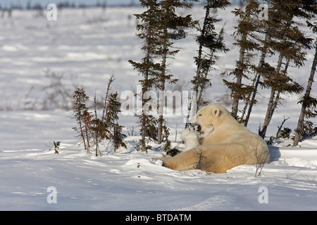 Twin Eisbär (Ursus Maritimus) jungen kuscheln Sie mit ihrer Mutter im Schnee, Wapusk-Nationalpark, Manitoba, Kanada, Winter Stockfoto