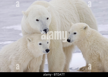 Porträt von zwei jährigen Eisbär (Ursus Maritimus) jungen saß mit ihrer Mutter in Churchill, Manitoba, Kanada, Winter Stockfoto