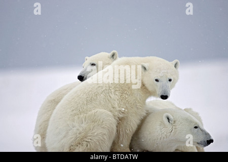 Während ein leichter Schnee Sturm zwei Eisbären jungen kuscheln Sie neben ihrer ruhenden Mutter, Churchill, Manitoba, Kanada Stockfoto