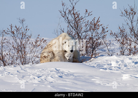 Polar Bear Cub kauert unter seine Vorderbeine Mütter für Schutz und Obdach, Wapusk-Nationalpark, Manitoba, Kanada Stockfoto