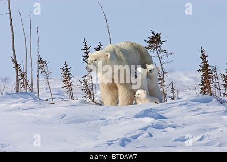 Eine Sau Eisbär (Ursus Maritimus) Betten unten für eine Pause mit ihren Triplet Cubs, Wapusk-Nationalpark, Manitoba, Kanada, Winter Stockfoto