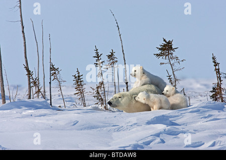 Eine Sau Eisbär (Ursus Maritimus) Betten unten für eine Pause mit ihren Triplet Cubs, Wapusk-Nationalpark, Manitoba, Kanada, Winter Stockfoto