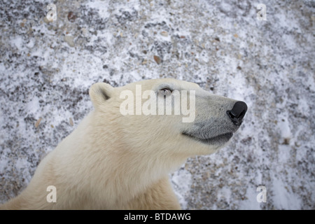 Ein Erwachsener Eisbär (Ursus Maritimus) steht drauf Hind Beine und schaut neugierig in die Kamera, Churchill, Manitoba, Kanada Stockfoto