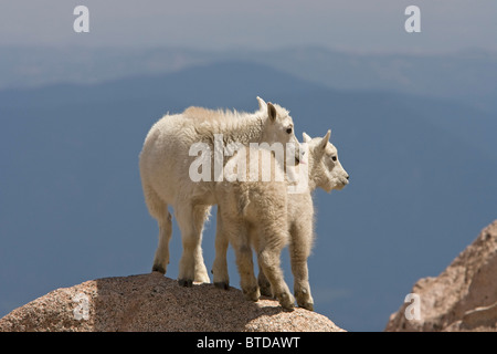 Zwei Bergziege Kinder drängen sich zusammen auf Mount Evans, Rocky Mountains, Colorado, USA, Sommer Stockfoto