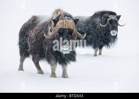 Blick auf ein paar Moschusochsen Bulls bei den Alaska Wildlife Conservation Center bei Neuschnee, Portage, Alaska, in Gefangenschaft Stockfoto