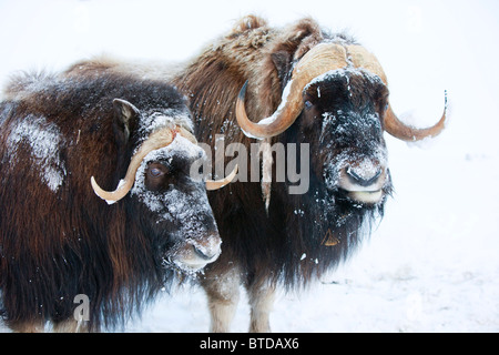 Porträt von einem Moschusochsen zwei Bull mit ihren Gesichtern in Schnee bedeckt, Alaska Wildlife Conservation Center, Portage, Alaska, gefangen Stockfoto