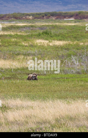 Erwachsene Moschusochsen (Ovibos Moschatus) Pausen von Beweidung zu schauen Sie sich um etwas außerhalb von Nome, Alaska Arktis, Sommer Stockfoto