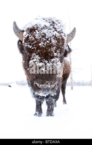 Porträt eines Stiers Holz Bison mit seinem Kopf bedeckt im Schnee im Alaska Wildlife Conservation Center, Alaska, in Gefangenschaft Stockfoto