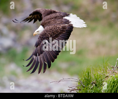 Eine weibliche Adler fliegt schützend über ihr Nest hoch in den Felsen in der Nähe von Kukak Bay, Katmai Nationalpark, Südwest-Alaska, Sommer Stockfoto