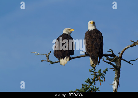 Ein paar gepaarte Weißkopf-Seeadler-Barsch in der Morgensonne in Alaska ist Inside Passage, südöstlichen Alaska, Winter Stockfoto