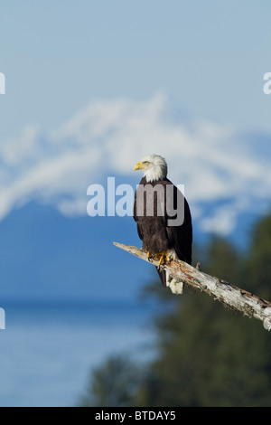 Ein Weißkopfseeadler thront in eine Hemlock Baum, Tongass National Forest und verschneiten Gipfeln der Chilkat Berge im Hintergrund Stockfoto