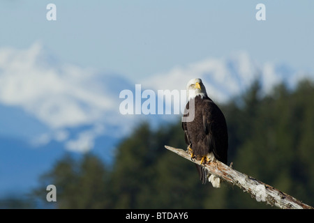 Ein Weißkopfseeadler thront in eine Hemlock Baum, Tongass National Forest und verschneiten Gipfeln der Chilkat Berge im Hintergrund Stockfoto