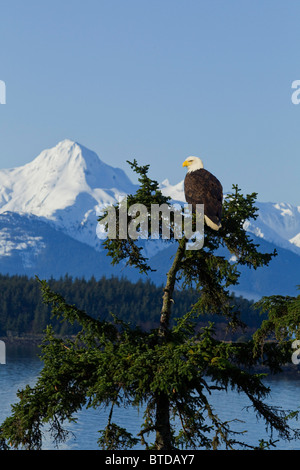 Ein Weißkopfseeadler thront in eine Hemlock Baum, Tongass National Forest und verschneiten Gipfeln der Chilkat Berge im Hintergrund Stockfoto