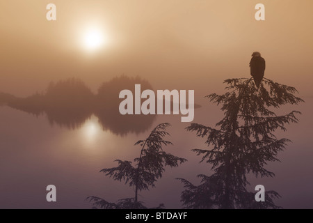 Weißkopf-Seeadler thront in einem Hemlock-Baum mit Blick auf TheTongass National Forest in einen nebligen Sonnenuntergang in Alaska COMPOSITE Stockfoto