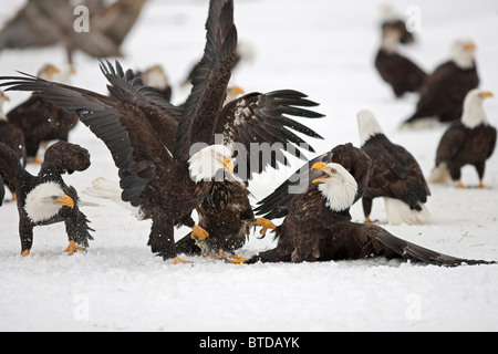 Zwei Erwachsene Weißkopf-Seeadler-Kampf auf dem Schnee bedeckten Boden über einen Hering Fisch Homer Spit, Homer, Halbinsel Kenai, Alaska Stockfoto