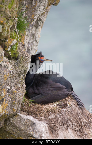 Mit rotem Gesicht Kormorane nisten auf einer Klippe Felsvorsprung, St.-Paul-Insel, Pribilof Inseln, Beringmeer, Südwest-Alaska Stockfoto