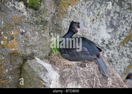 Mit rotem Gesicht Kormorane nisten auf einer Klippe Felsvorsprung, St.-Paul-Insel, Pribilof Inseln, Beringmeer, Südwest-Alaska Stockfoto