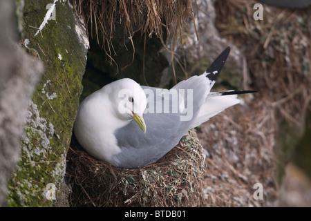 Schwarz-legged Kittiwake Schachtelung auf St. Paul Island, Pribilof Inseln, Beringmeer, Südwest-Alaska Stockfoto