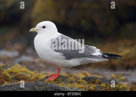 Rot-legged Kittiwake stehend auf einem Felsen, Saint-Paul-Insel, Pribilof Inseln, Beringmeer, Südwest-Alaska Stockfoto