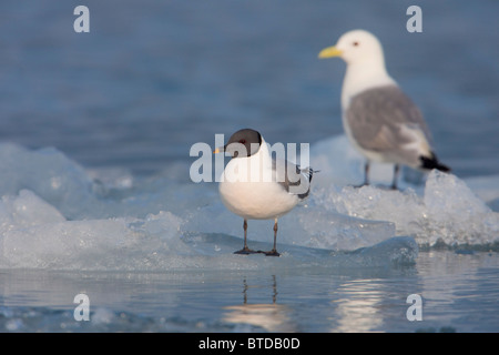 Sabine's Gull und schwarz-legged Kittiwake auf einem Eisberg, Columbia Bay, Prince William Sound, Alaska, Yunan Stockfoto