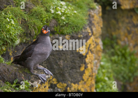 Crested Auklet thront auf einem Felsen, umgeben von grüner Vegetation, Saint-Paul-Insel, Pribilof Inseln, Beringmeer, Alaska Stockfoto