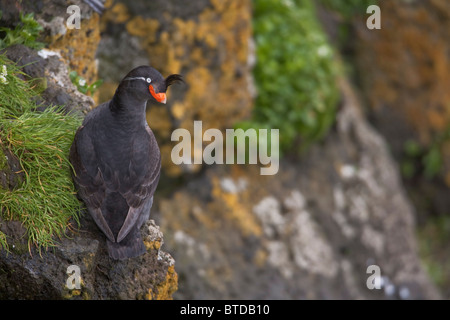 Crested Auklet thront auf einem Felsen, umgeben von grüner Vegetation, Saint-Paul-Insel, Pribilof Inseln, Beringmeer, Alaska Stockfoto