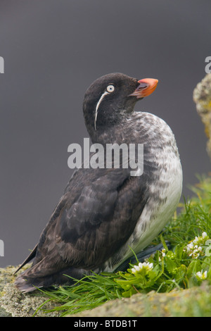 Sittich Auklet sitzen in der grünen Vegetation auf Sims während Sommer, Saint-Paul-Insel, Pribilof Inseln, Beringmeer, Alaska Stockfoto