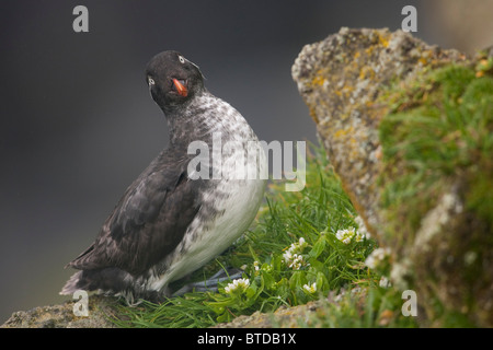 Sittich Auklet sitzen in der grünen Vegetation auf Sims während Sommer, Saint-Paul-Insel, Pribilof Inseln, Beringmeer, Alaska Stockfoto