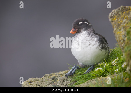 Sittich Auklet sitzen in der grünen Vegetation auf Sims während Sommer, Saint-Paul-Insel, Pribilof Inseln, Beringmeer, Alaska Stockfoto