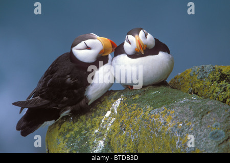 Gehörnte Puffin paar thront auf Sims, Round Island, Walross Inseln State Game Sanctuary, Bristol Bay, Südwest-Alaska Stockfoto