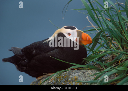 Getuftet Puffin thront auf einem Felsvorsprung, Südwest-Alaska, Beringsee, Pribilof Inseln, Saint-Paul-Insel Stockfoto