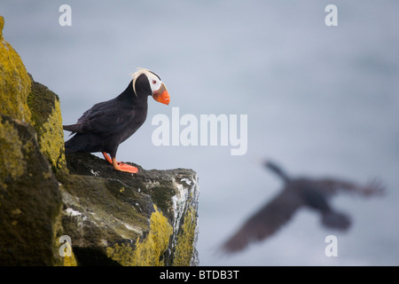 Getuftet Papageientaucher auf Felsvorsprung mit Red-faced Kormoran von Saint-Paul-Insel, Pribilof Inseln, Beringmeer, Alaska fliegen Stockfoto