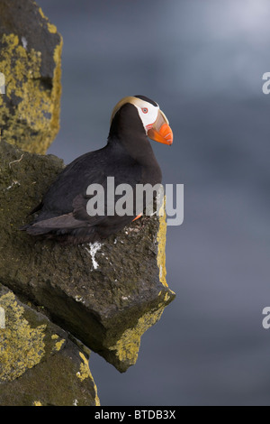 Getuftet Puffin sitzen auf Felsvorsprung im Abendlicht, Südwest-Alaska, Beringsee, Pribilof Inseln, Saint-Paul-Insel Stockfoto