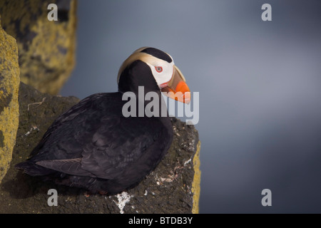 Getuftet Puffin sitzen auf Felsvorsprung im Abendlicht, Südwest-Alaska, Beringsee, Pribilof Inseln, Saint-Paul-Insel Stockfoto