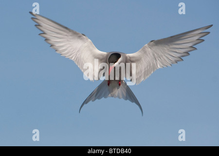 Eine Küstenseeschwalbe schwebt über Potter Marsh auf der Suche nach Fisch, Anchorage, Yunan Alaska, Sommer Stockfoto