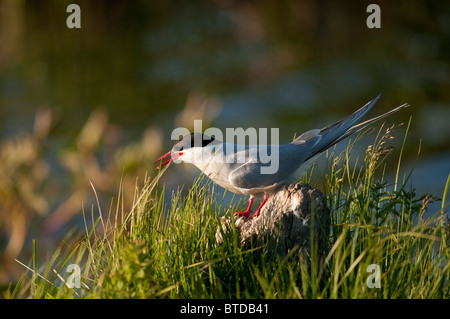 Eine Küstenseeschwalbe steht auf einem Felsen am Potter Marsh in Anchorage Coastal Wildlife Refuge in der Nähe von Anchorage, Alaska Stockfoto