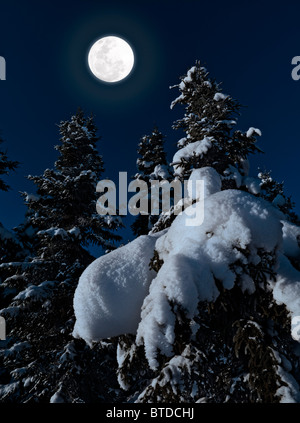 Starker Schneefall beladen Fichten im Mondlicht der Vollmond in der Nähe von LF-Arts-Gebäude in Anchorage, Alaska, Winter, COMPOSITE Stockfoto