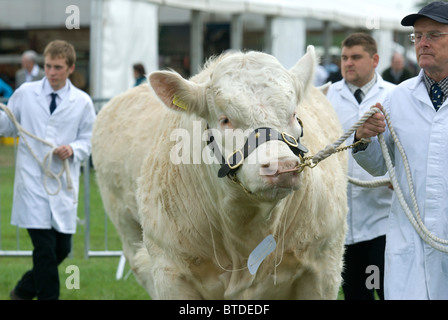 Eine beeindruckende Charolais-Bulle ist in das Vieh nach zu urteilen, dass Ring Edenbridge und landwirtschaftlichen Oxted Lingfield in Surrey zeigen vorgeführt Stockfoto