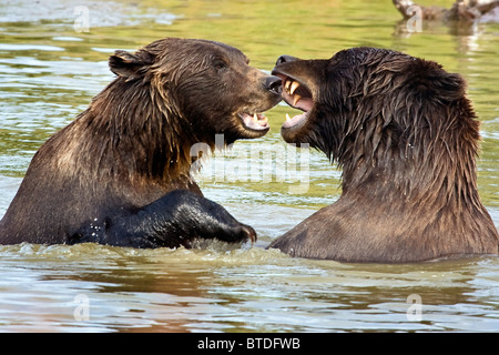 CAPTIVE Grizzly Bären spielen kämpfen im Alaska Wildlife Conservation Center, Alaska Stockfoto