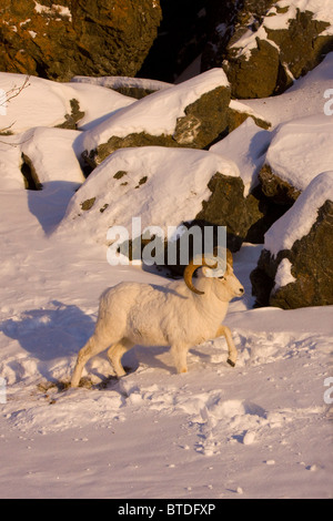 Dall Schafe Ram geht im Tiefschnee entlang Turnagain Arm in der Nähe von Beluga Point, Yunan, Alaska Stockfoto