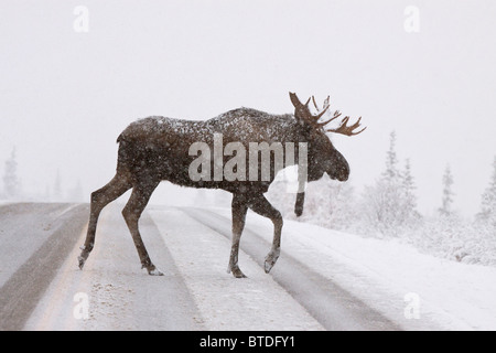 Ein Stier Elch kreuzt die Parkstraße im Denali National Park während eines Schneesturms im September, innen Alaska Stockfoto