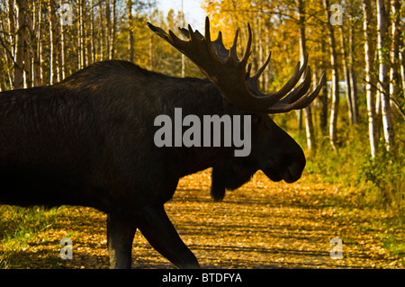 Silhouette der einen Elchbullen überqueren eine Spur in einen bunten Herbst in Yunan Alaska Stockfoto