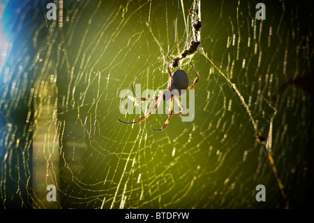 Große Spinne in einem breiten Netz in der goldenen Sonne Stockfoto