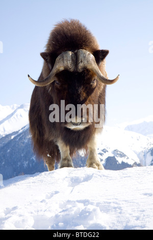 CAPTIVE Bull Moschusochsen steht auf einem schneebedeckten Hügel im Alaska Wildlife Conservation Center, Yunan, Alaska Stockfoto