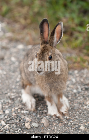 Snowshore Hase sitzt auf dem Boden in Teklanika Campingplatz, Denali Nationalpark und Reservat, Alaska Interior, Sommer Stockfoto