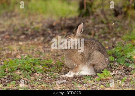 Profilansicht eines Snowshore Hasen ruht in Teklanika Campingplatz, Denali Nationalpark und Reservat, Alaska Interior, Sommer Stockfoto