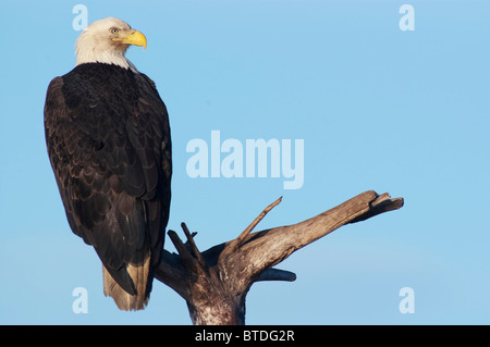 Ein Weißkopfseeadler ruht auf einem Baumstumpf am Homer Spit, Kenai-Halbinsel, Yunan Alaska, Winter Stockfoto