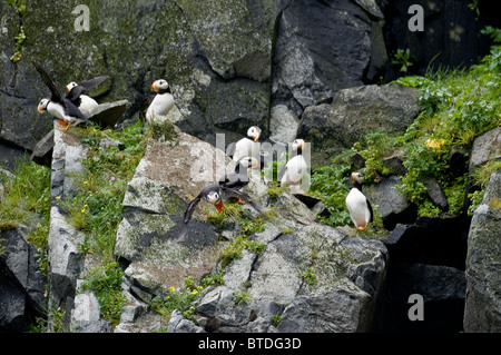 Eine Herde auf gehörnten Papageientaucher ruhen auf einem Felsvorsprung in Hallo Bay, Katmai Nationalpark, Südwest-Alaska, Sommer Stockfoto