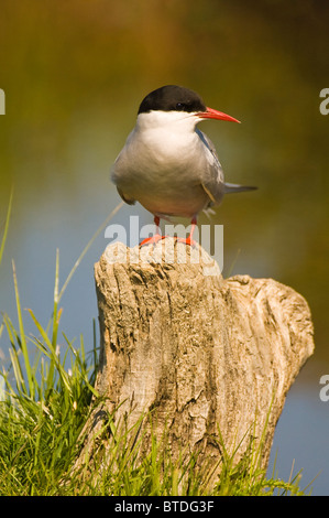 Küstenseeschwalbe thront auf einem Baumstumpf in Potters Marsh, Anchorage, Alaska Yunan Sommer Stockfoto